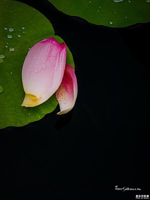 Galaxy S22 Ultra  雨·荷