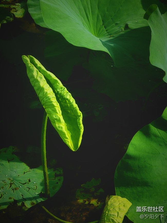 【盛夏之地】雨后荷葉