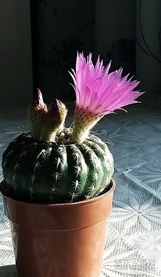 [我的夏天]—仙人球花開(kāi)