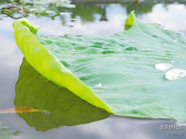 【盛夏之地】水上荷葉