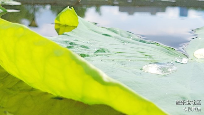 【盛夏之地】水上荷葉