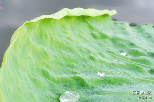 【盛夏之地】水上荷葉