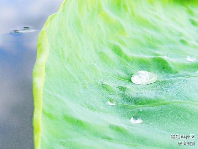 【盛夏之地】水上荷葉