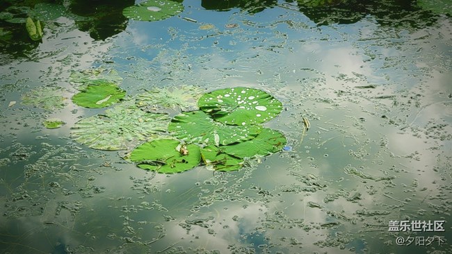 【盛夏之地】雨后荷葉