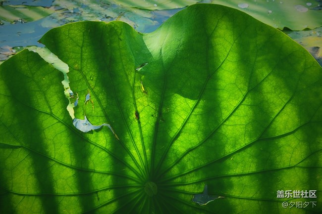 【盛夏之地】雨后荷葉