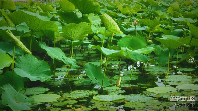 【盛夏之地】雨后荷葉