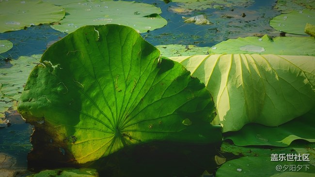 【盛夏之地】雨后荷葉