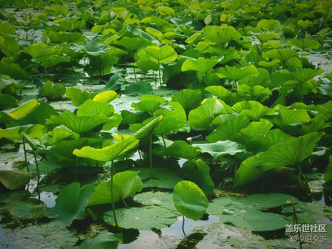 【盛夏之地】雨后荷葉