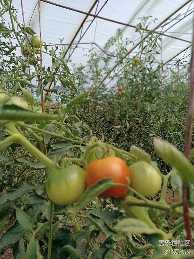【八九不離食】+食材要新