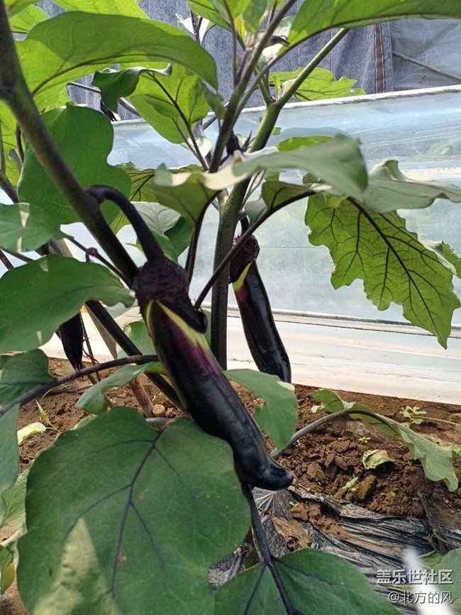 【八九不離食】+食材要新