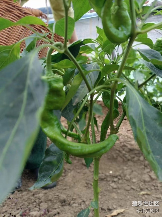 【八九不離食】+食材要新