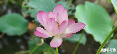 夏荷