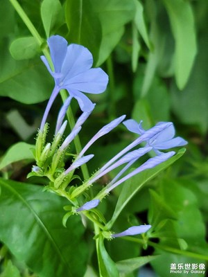 藍雪花