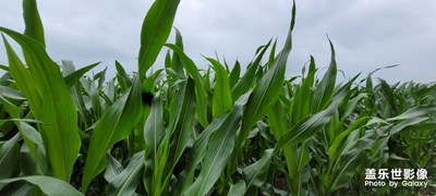 【我的夏天】+大田玉米
