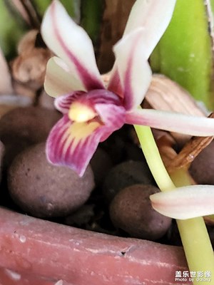 蘭花