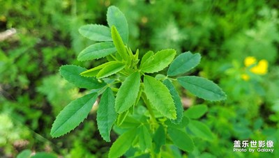 【我的夏天】+迷人的綠