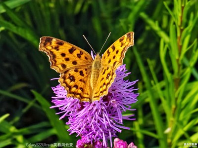 【我的夏天】+花海拾趣