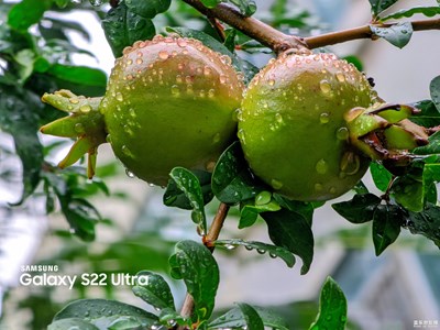 【我的夏天】雨中石榴