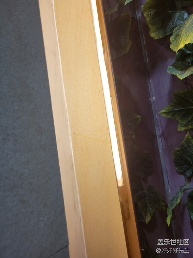 【霓虹燈下】光下的葉子