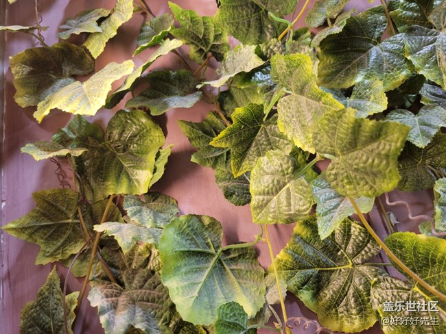 【霓虹燈下】光下的葉子