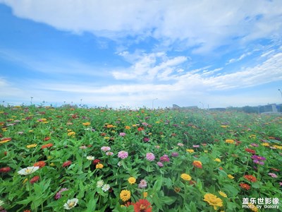 【城市漫游記】+花海