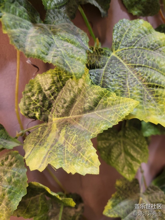 【霓虹燈下】光下的葉子