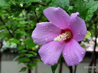 【夏日好時(shí)光】木槿樹(shù)下拍木槿