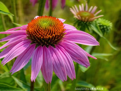 Galaxy S22Ultra   松果菊的夏天