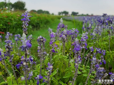 【夏日好時光】花海隨拍