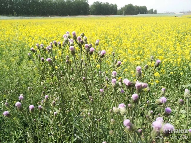 【靈動(dòng)一夏】開心盛夏