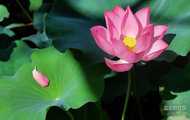 [靈動(dòng)一夏]——又遇荷香