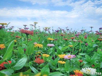 已開獎【蓋樂世影像周賽第251期】——半夏時光