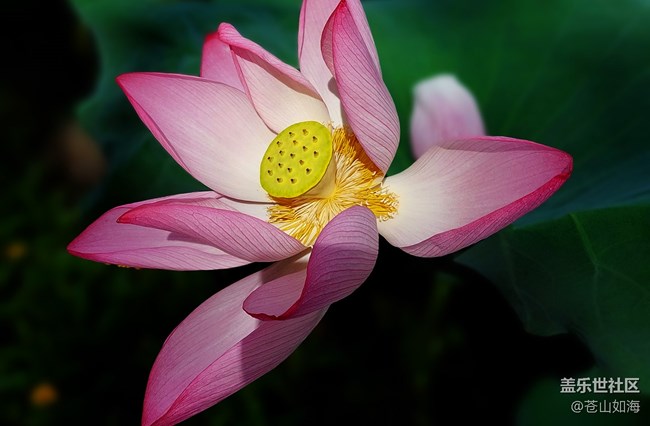 [靈動(dòng)一夏]——又遇荷香