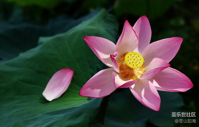 [靈動(dòng)一夏]——又遇荷香