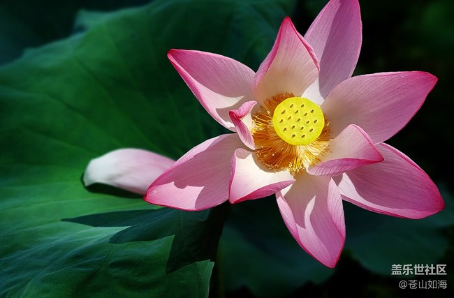 [靈動(dòng)一夏]——又遇荷香