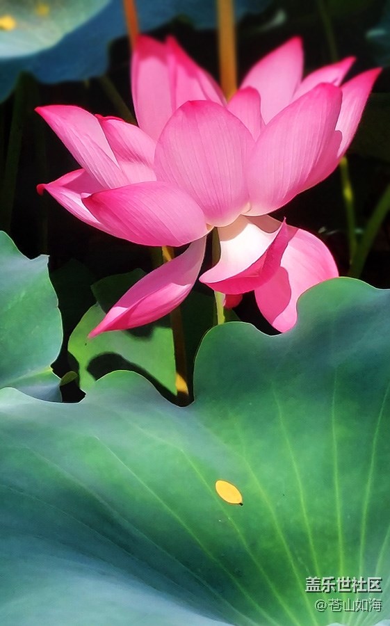 [靈動(dòng)一夏]——又遇荷香