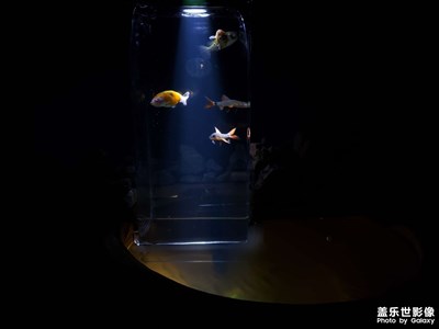 【夏日好時(shí)光】+夜幕精靈
