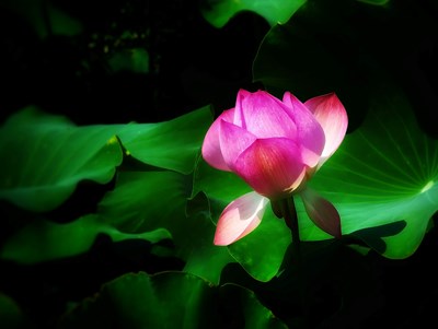 【夏日好時光】+夏荷