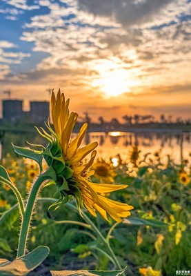 [夏日好時(shí)光]＋梵高系傍晚