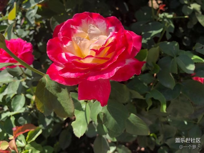 【年中小結(jié)】花花草草