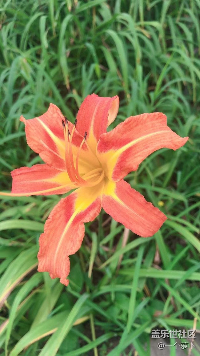 【年中小結(jié)】花花草草