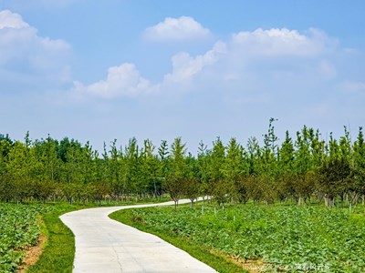 Galaxy S22Ultra   花海拾趣(二）