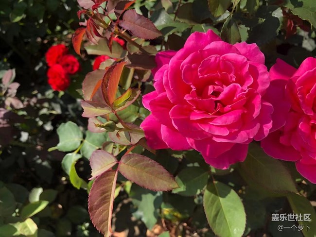 【年中小結(jié)】花花草草