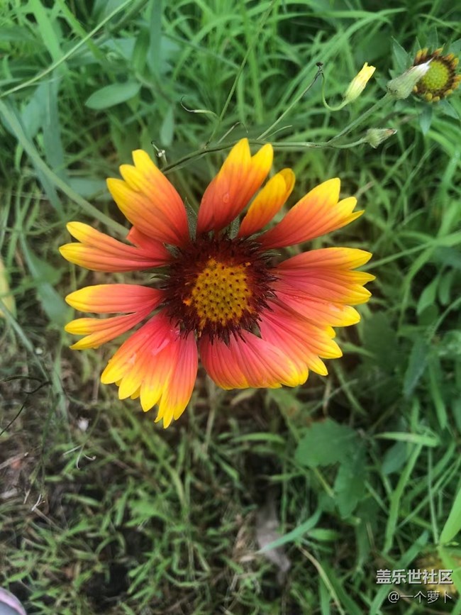 【年中小結(jié)】花花草草