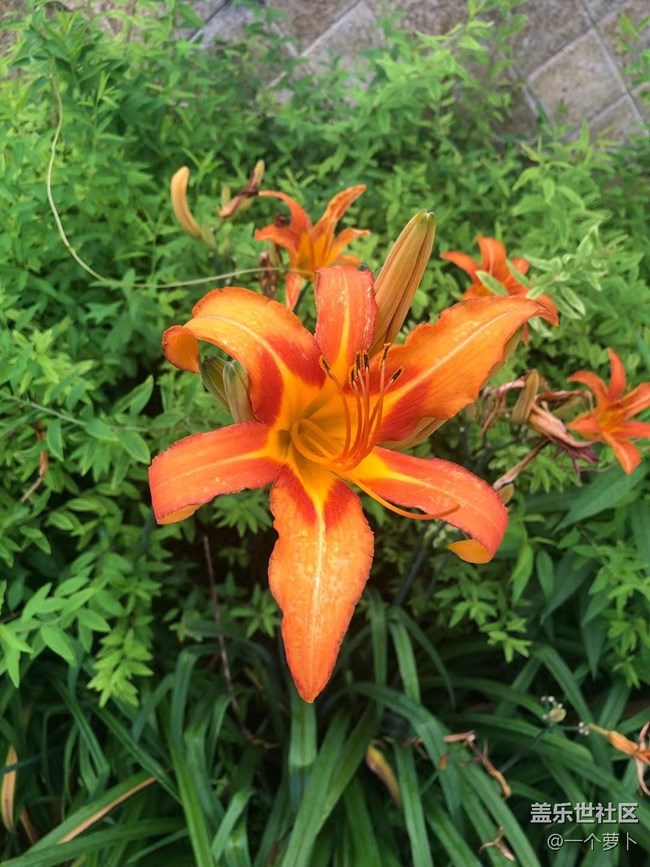 【年中小結(jié)】花花草草