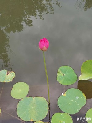 蓮花--不同風(fēng)格的淡雅與芬芳