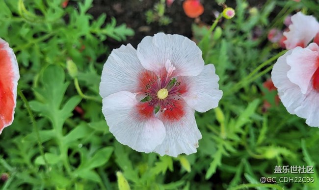 【青蔥歲月】+漂亮的花