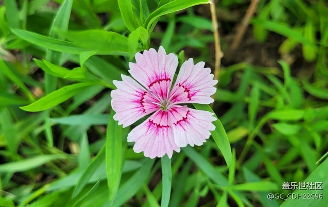 【青蔥歲月】+漂亮的花