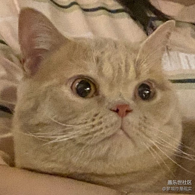 【年中小結(jié)】家里的新成員