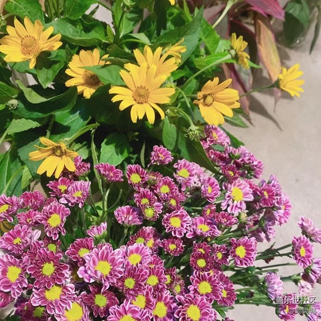 【青蔥歲月】花花草草的青青蔥蔥